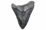 Fossil Megalodon Tooth - South Carolina #360759-1